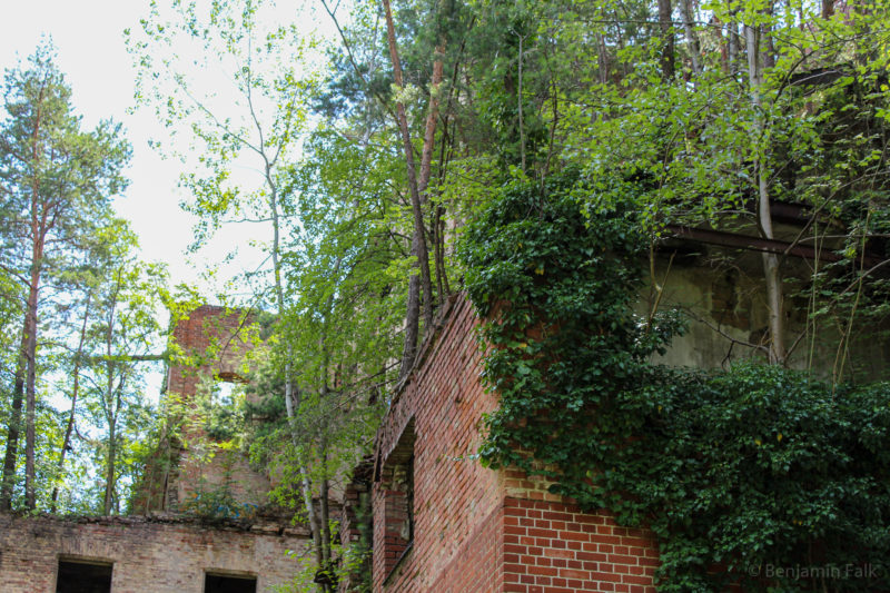 Rote Backsteinruine mit leeren Fensterhöhlen und Efeubewachsener Fassage auf deren Dach Bäume wachsen