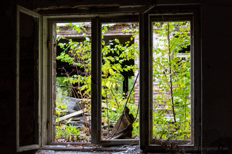 Fenster aus einem dunklen Raum heraus in einen hellen zugewachsenen Innenhof fotografiert. Die Fensterglieder sind teilweise offen und auf dem Fensterbrett wachsenen Baumsetzlinge