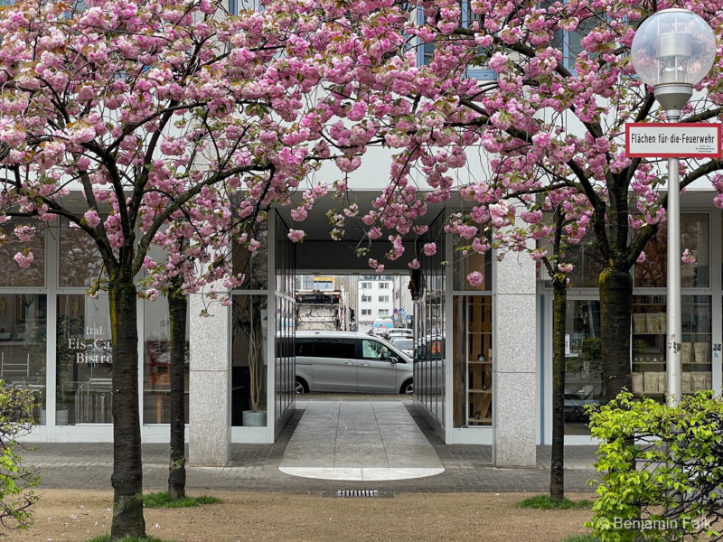 Aufnahme zwischen 4 Kirschbäumen in einen Fußgängerdurchgang durch ein Gebäude, aufgenommen vom Hof an der Kölner Stadtbücherei hin zu Straße. Die Kirschbäume blühen kärftig udn das Foto zielt mittig auf den Durchgang, der von den Kirschbäumen eingerahmt wird.