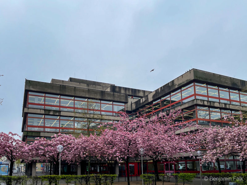 Kölner Zentralbibliothek hinter blühenden Kirschbäumen. Die Sichtbetonfassade hat Regenspuren und ein einzelnder Vogel kreis über der Bibliothek im grauen Himmel.